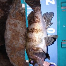 メバリングからガシリング