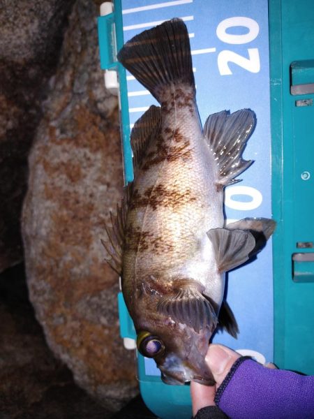 メバリングからガシリング