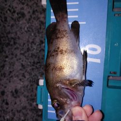 爆風メバリング