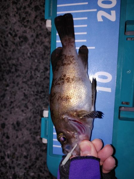 爆風メバリング