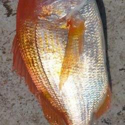 グットなヒラマサ