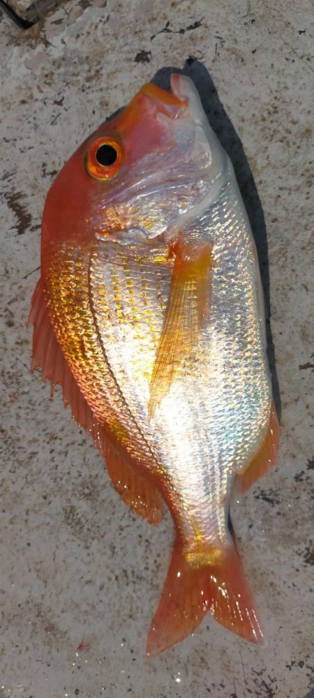 グットなヒラマサ