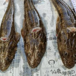 マゴチ釣り『だてまき丸』にて