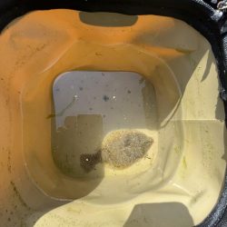 陸は満開　海は咲きだし