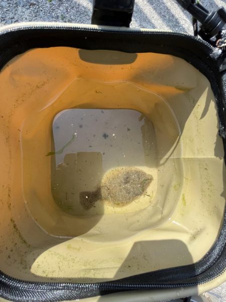 陸は満開　海は咲きだし