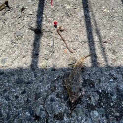 カレイはどこっすか？