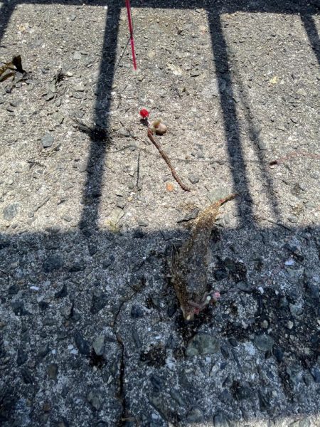 カレイはどこっすか？