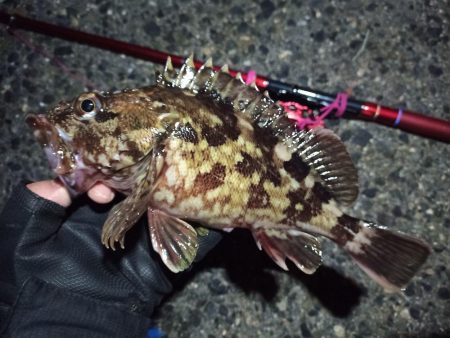 2023/04/05 南港ヘチ釣り釣行