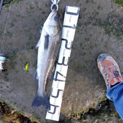 4月初めてルアーで釣れた