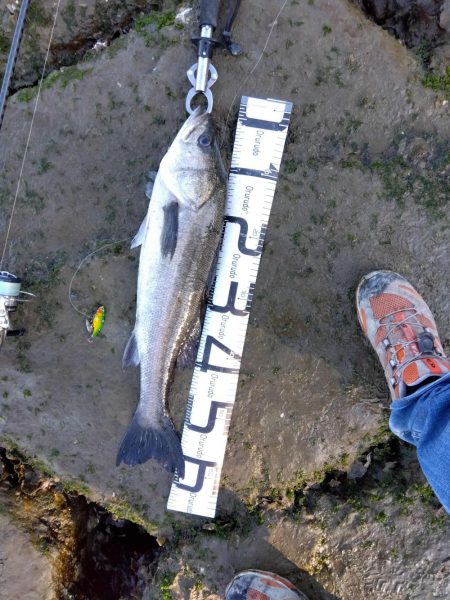 4月初めてルアーで釣れた