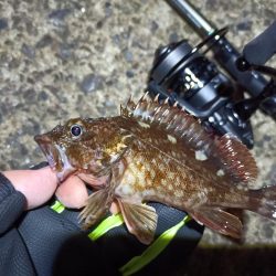 2023/03/30 南港ライトゲーム釣行