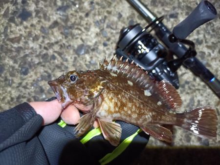 2023/03/30 南港ライトゲーム釣行