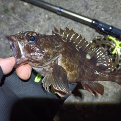 2023/04/03 南港ヘチ釣り釣行