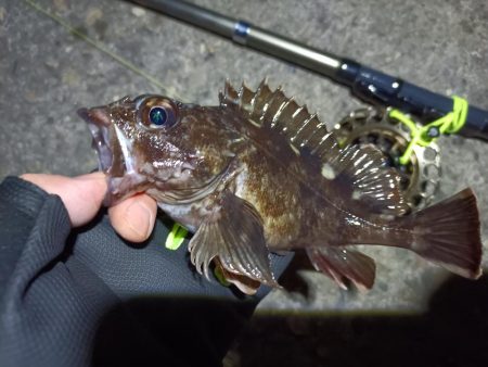 2023/04/03 南港ヘチ釣り釣行