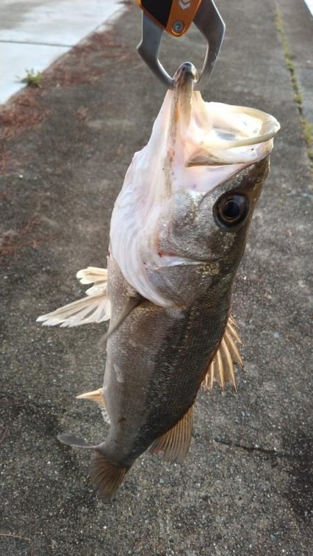 青物狙いでシーバス