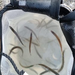 2023/04/08 大阪市内河川 稚鮎釣り