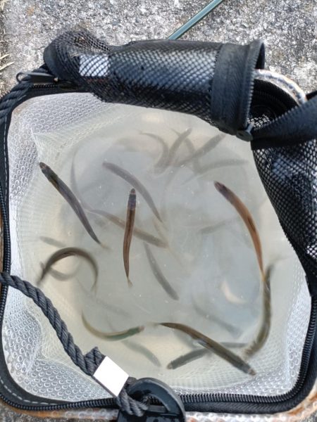 2023/04/08 大阪市内河川 稚鮎釣り