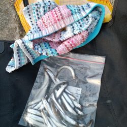 2023/04/09 大阪市内河川 稚鮎釣り