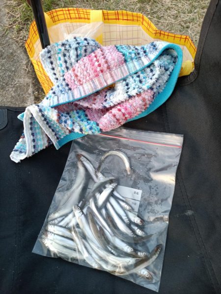 2023/04/09 大阪市内河川 稚鮎釣り