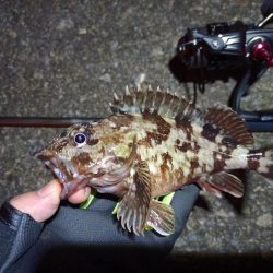 2023/04/09 南港ライトゲーム釣行