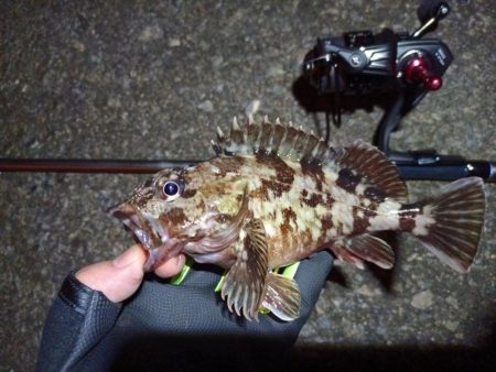 2023/04/09 南港ライトゲーム釣行