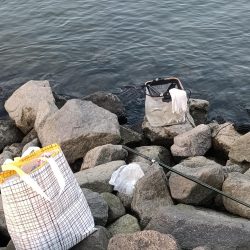 2023/04/13 大阪市内河川 稚鮎釣り