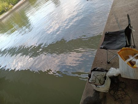 2023/04/17 大阪市内河川 稚鮎釣り