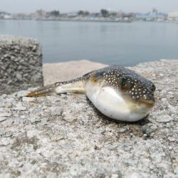 キスの活性が上がりません