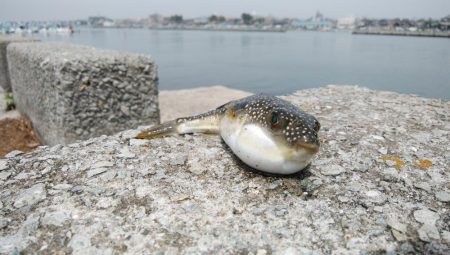 キスの活性が上がりません