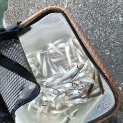 2023/04/22 大阪市内河川 稚鮎釣り