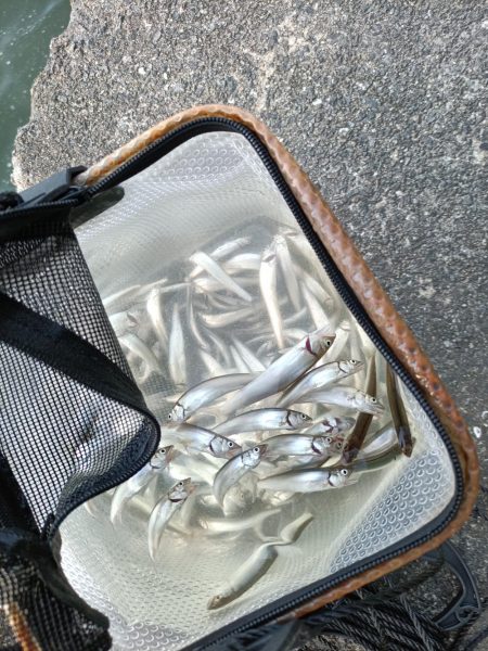 2023/04/22 大阪市内河川 稚鮎釣り