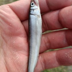 2023/04/23 大阪市内河川 稚鮎釣り