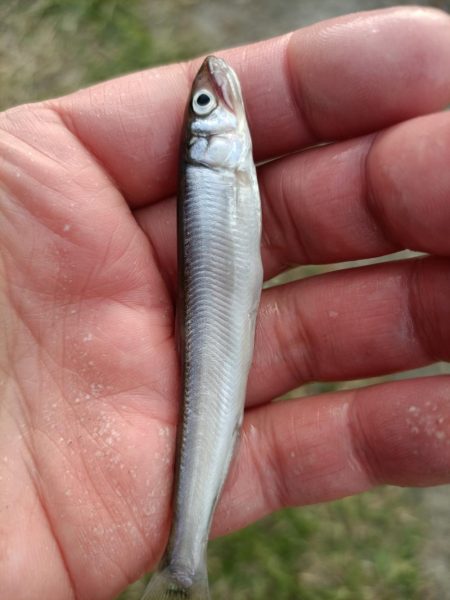 2023/04/23 大阪市内河川 稚鮎釣…