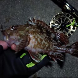 2023/04/24 舞洲ヘチ釣り釣行 遠征