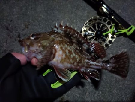 2023/04/24 舞洲ヘチ釣り釣行 遠征