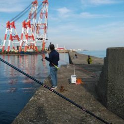 播磨新島のキス釣査