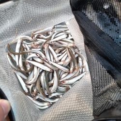 2023/04/27 大阪市内河川 稚鮎釣り