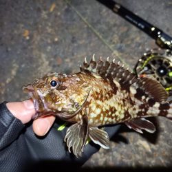 2023/04/27 南港ヘチ釣り釣行