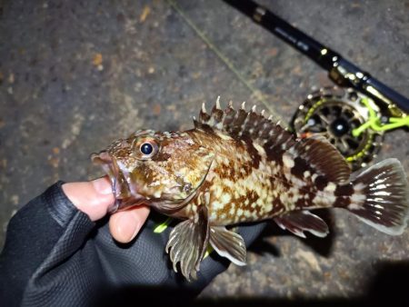 2023/04/27 南港ヘチ釣り釣行