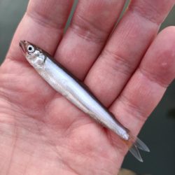 2023/04/28 大阪市内河川 稚鮎釣り