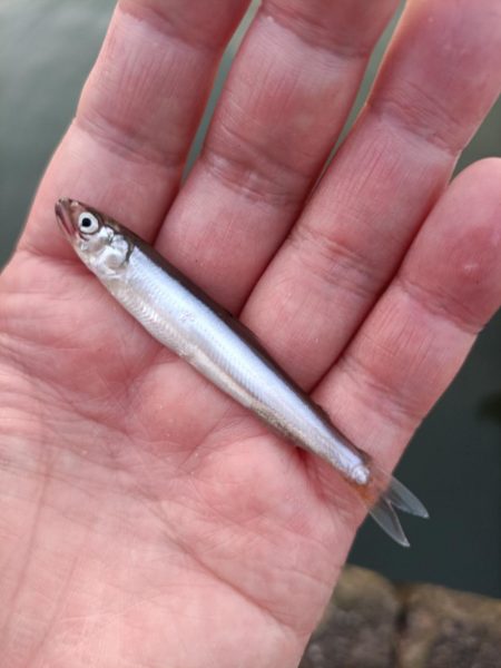 2023/04/28 大阪市内河川 稚鮎釣り