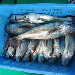 泉州丸　釣果