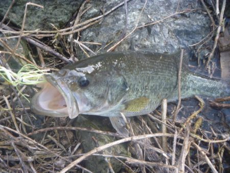 4月ラスト鯰バス