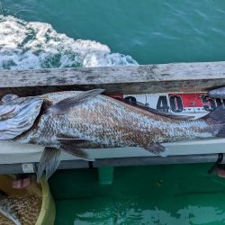 またまたクログチ（泉州丸）