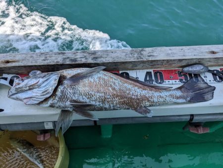 またまたクログチ（泉州丸）