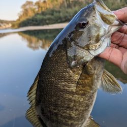 花見とバス釣り