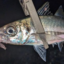 自作プラグで大型サバ、アジ