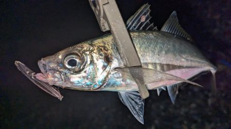 自作プラグで大型サバ、アジ