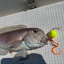 【新製品】ジャックアイフリフリバイブのポテンシャル