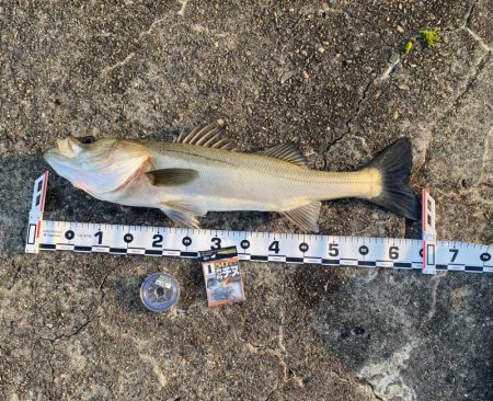 DAY1 南港のつり